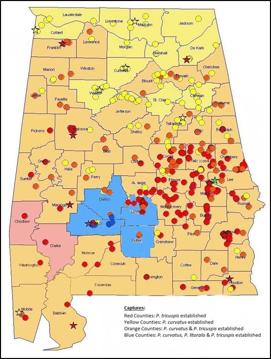 phorid flies found in Alabama 2014