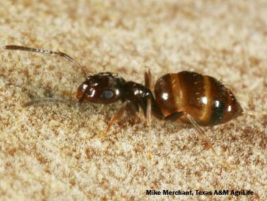 Dark rover ant worker, Brachymyrmex patagonicus.