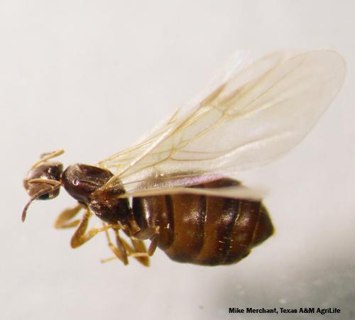 Dark rover ant reproductive, Brachymyrmex patagonicus.