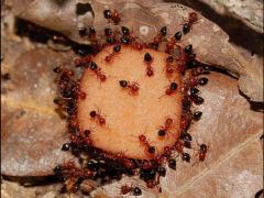 Common ant fauna observed at baits when sampling for fire ants.