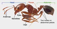 Fire ant body