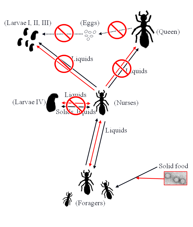Diagram illustrating the impact of SINV-3 infection on food flow in fire ant colonies.  Black arrows indicate flow of food in a normal fire ant colony.  Red arrows indicate intra-colony movement of SINV-3.  “No” symbols indicate interrupted movement of fo