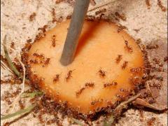  Forelius species of &quot;cheese ant&quot; with dead imported fire ant worker bodies piped around nest (left)(photo by B. Drees)(watch Video)