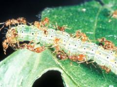 Fire ants preying on bollworm caterpillars
