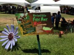 Xtreme Ants in Hawaii included an exhibit of fire ant art. 