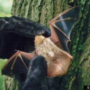 bat, Eastern red bat, ipm, urban pests