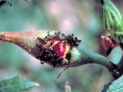 fire ants feeding on developing okra