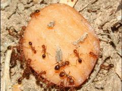 Common ant fauna observed at baits when sampling for fire ants.