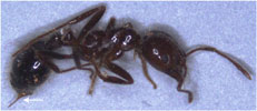 Fire ant stinger partially pulled out. 