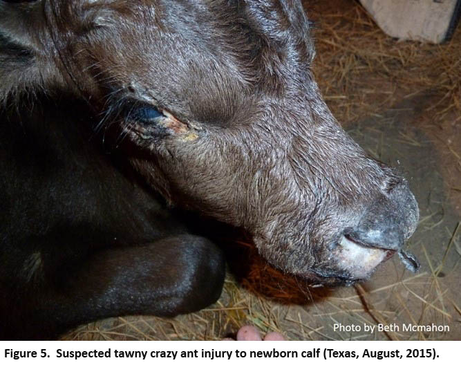suspected tawny crazy ant injury to the head of  a newborn calf