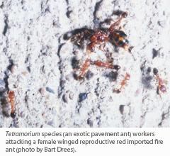 Tetramorium species (an exotic pavement ant) workers attacking a female winged reproductive red imported fire ant (photo by Bart Drees).