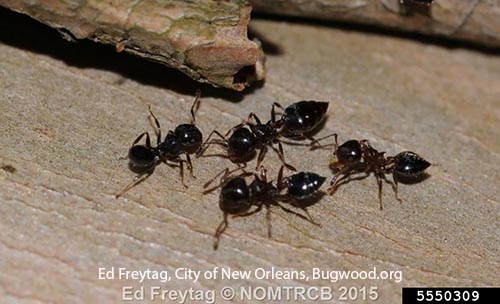 image of 4 acrobat ants