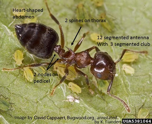 image of acrobat ant showing identifying characteristics