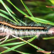 caterpillar, Eastern tent caterpillar, ant pests, urban pests