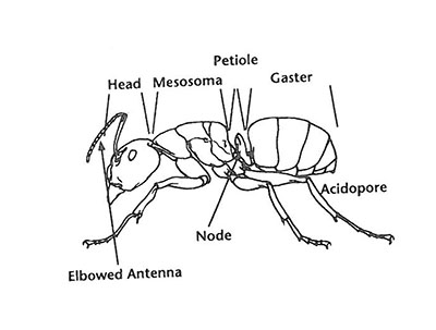 line drawing of a carpenter ant worker showing location of major morphological features