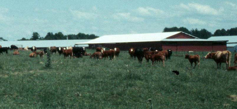 image of a chicken house in north ALabama with cattle grazing in front
