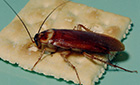 cockroach on saltine cracker