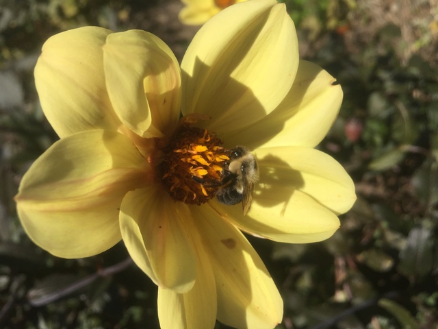 Native Pollinator