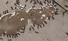 argentine ants feeding on a drop of sugar water
