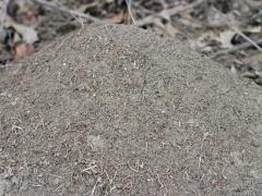A mature fire ant mound will house over 100,000 ants. Photo by MSU Extension.