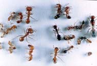 Fire ant specimens. Photo credit: Bart Drees