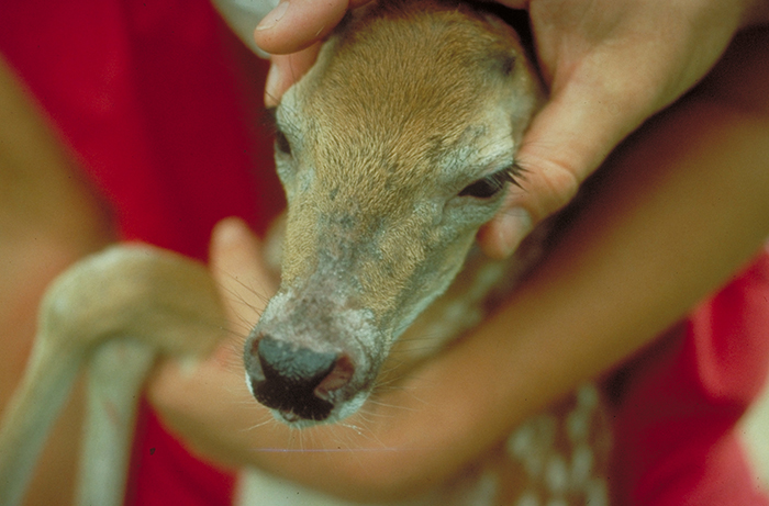 image of a fawn&#039;s head