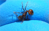 Fire ants have flexible abdomens.