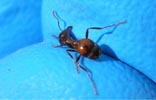 Fire ants have flexible abdomens.