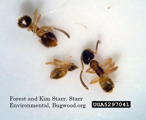 image of ghost ant, Tapinoma melanocephalum