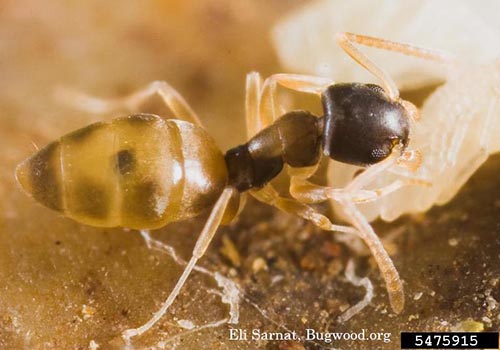 image of ghost ant, Tapinoma melanocephalum