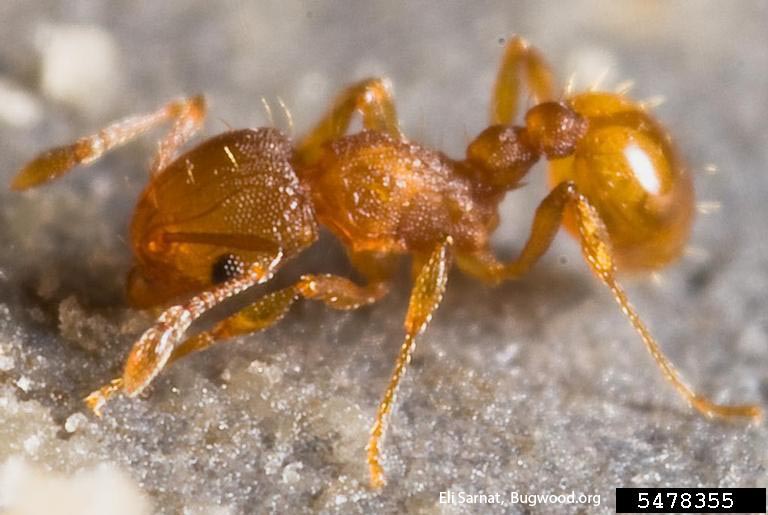 picture of little fire ant