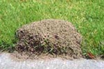 A mature fire ant mound near a sidewalk. 