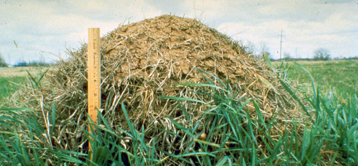 picture of fire ant mound