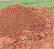 A fire ant mound. 