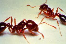Red imported fire ant, Solenopsis invicta. Photo courtesy of Vinson Lab; 