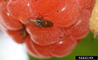 adult spotted wing drosophila on raspberry