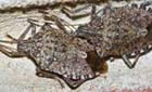 image of two brown marmorated stink bugs