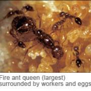 Workers and eggs surround a fire ant queen.